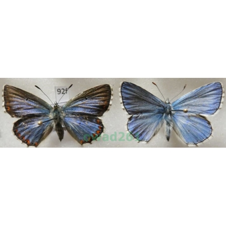 Polyommatus bellargus (Rottemburg, 1775) pair Poland92f